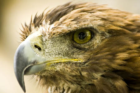 golden eagle bird. A golden eagle.
