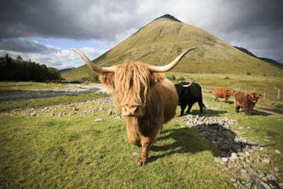 Horns of a dilemma: it's dollars versus Scottish conservation
