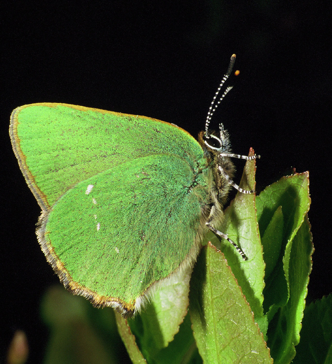The Green Hairstreak butterfly