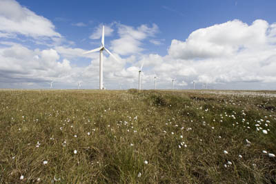 Cotton grass and wind turbines on Ovenden Moor