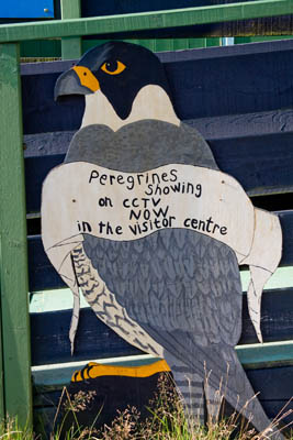 A sign advertising the visitor centres peregrine falcon camera