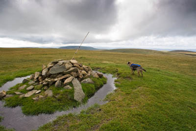 The summit of White Coomb, complete with bamboo cane embedded in the cairn. Border terrier Merlin surveys his home territory