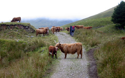 Highland cattle on Ben Lui track