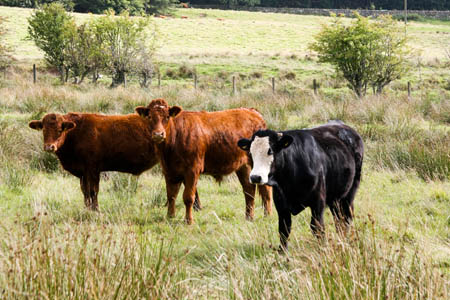 Cattle can feel threatened by walkers with dogs