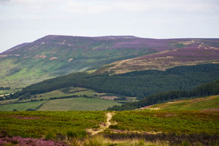 The Cleveland Hills, with Live Moor in the middle right distance and Carlton Bank and Cringle Moor in the distance