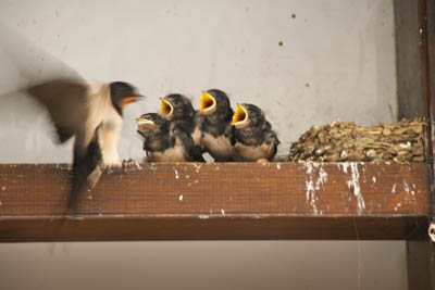 Lord Stones' swallows nesting in the entrance to the ladies' toilet