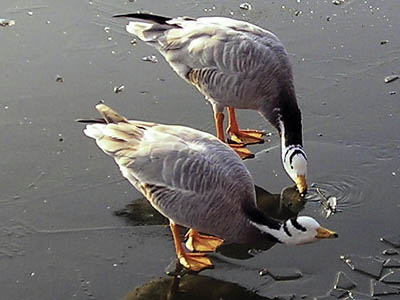 Geese are among species affected by the freeze. Photo: Jim Linwood
