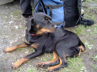 Gemma, reunited with owners after wandering on Scafell for two weeks