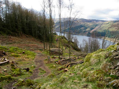 The tree clearance on Great How The tree clearance on Great How