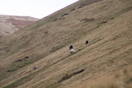 Fell ponies graze on the slopes above Long Rigg Beck