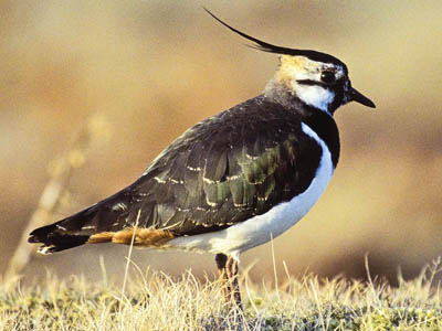 A lapwing