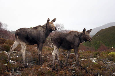 The male and female elk on the Scottish estate