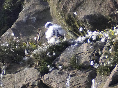 One of the peregrine falcon chicks at the Roaches
