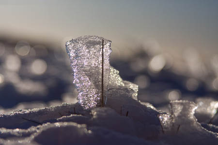 A broad flag of rime on a blade of summit grass