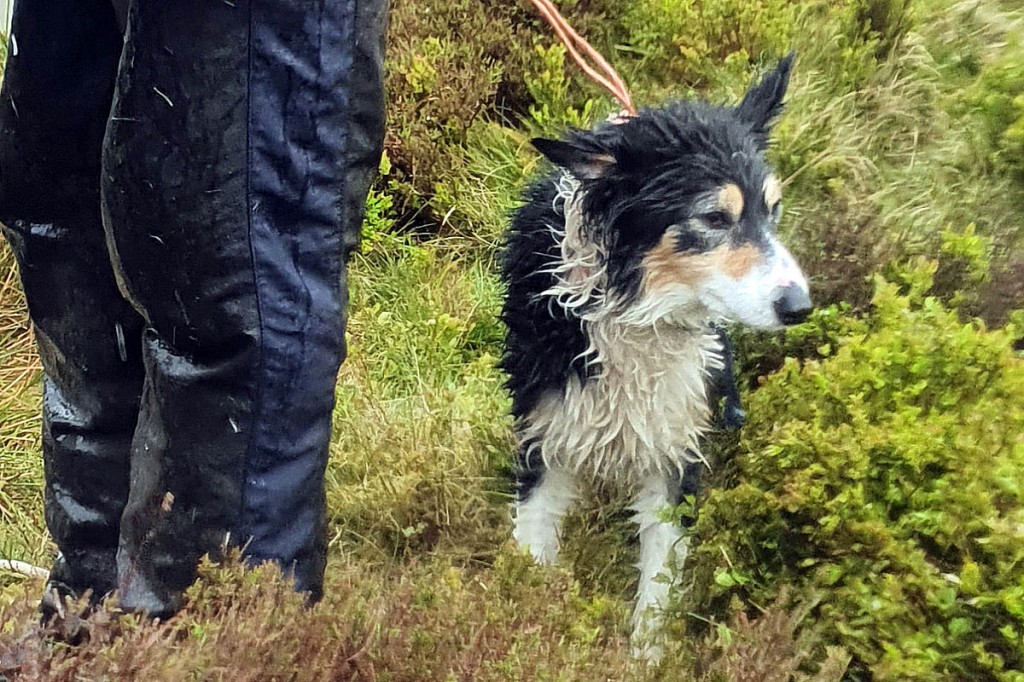 Tess was unimpressed by the rescue attempt. Photo: Aberdyfi SRT Tess was unimpressed by the rescue attempt. Photo: Aberdyfi SRT