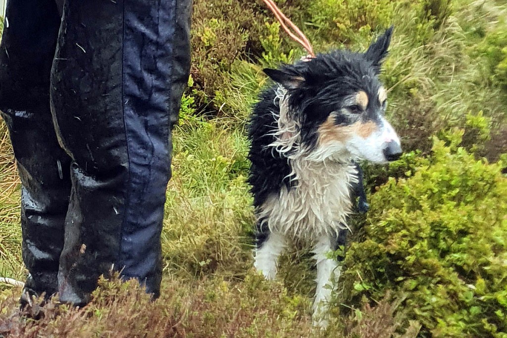 Tess was unimpressed by the rescue attempt. Photo: Aberdyfi SRT