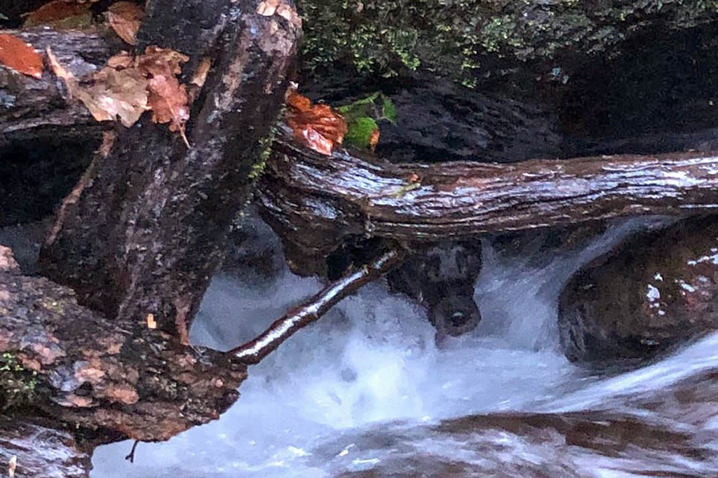 The dog was discovered in the river, under a fallen branch. Photo: Aberglaslyn MRT