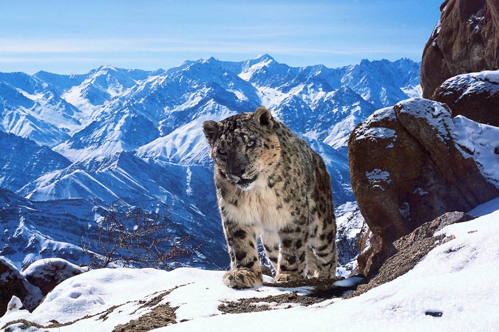 A snow leopard, one of only 3,500 thought to be left in the wild. Photo: David Willis/BBC