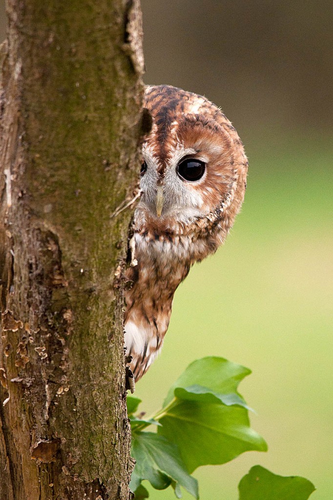 Tawny owls are thought to be in decline. Photo: Howard Stockdale/BTO Tawny owls are thought to be in decline. Photo: Howard Stockdale/BTO