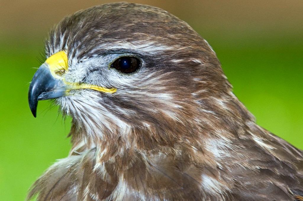 Buzzard numbers are recovering. Photo: Lorne Gill/Scottish Natural Heritage