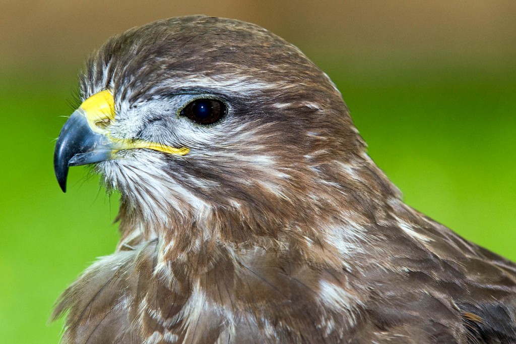 Buzzards are a protected species. Photo: Lorne Gill/Scottish Natural Heritage Buzzards are a protected species. Photo: Lorne Gill/Scottish Natural Heritage