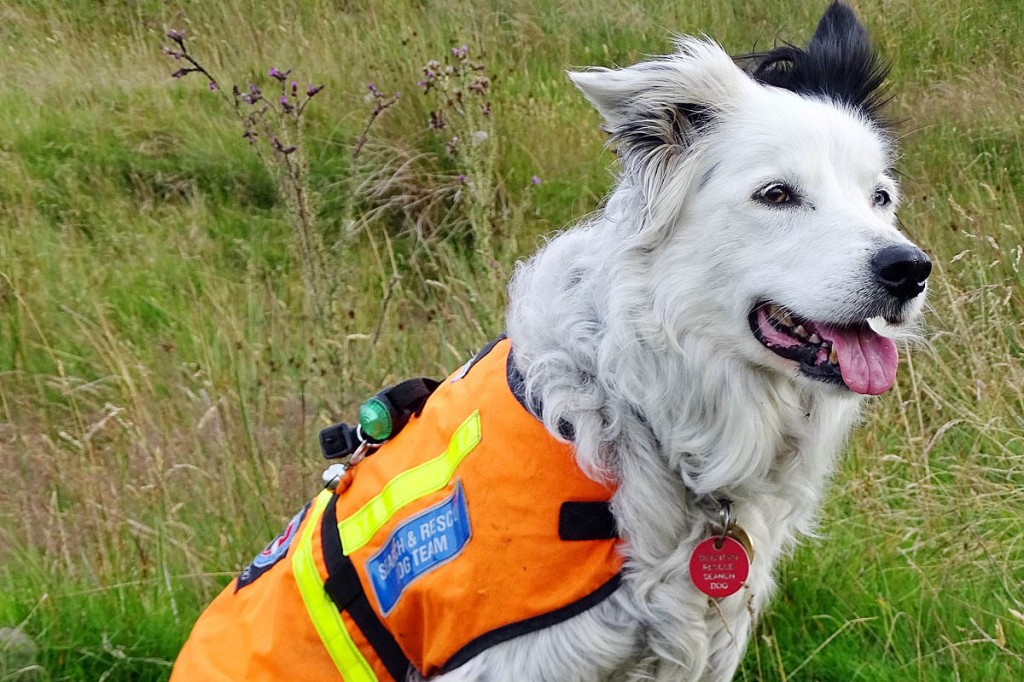 Nell died shortly after retiring from the team. Photo: CVSRT Nell died shortly after retiring from the team. Photo: CVSRT