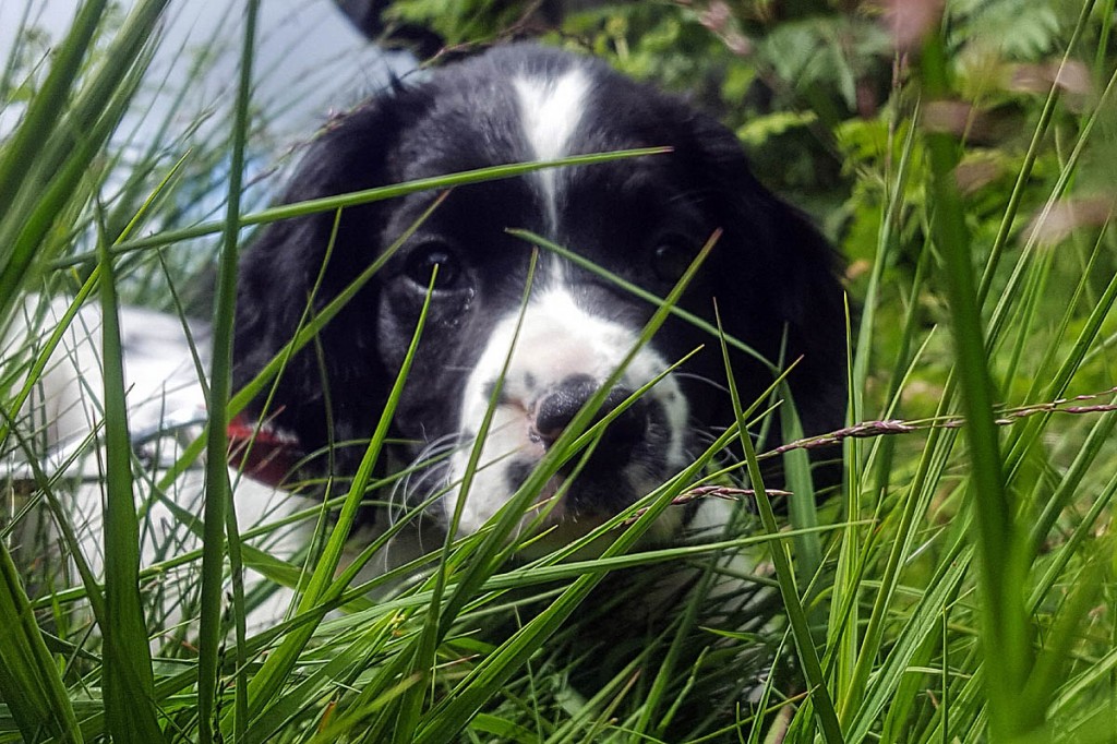 Orion practices his hunting technique Orion practices his hunting technique