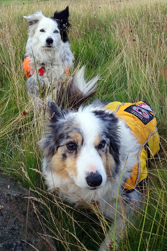 Search dogs Nell, left, and Pepper. Photo: CVSRT Search dogs Nell, left, and Pepper. Photo: CVSRT