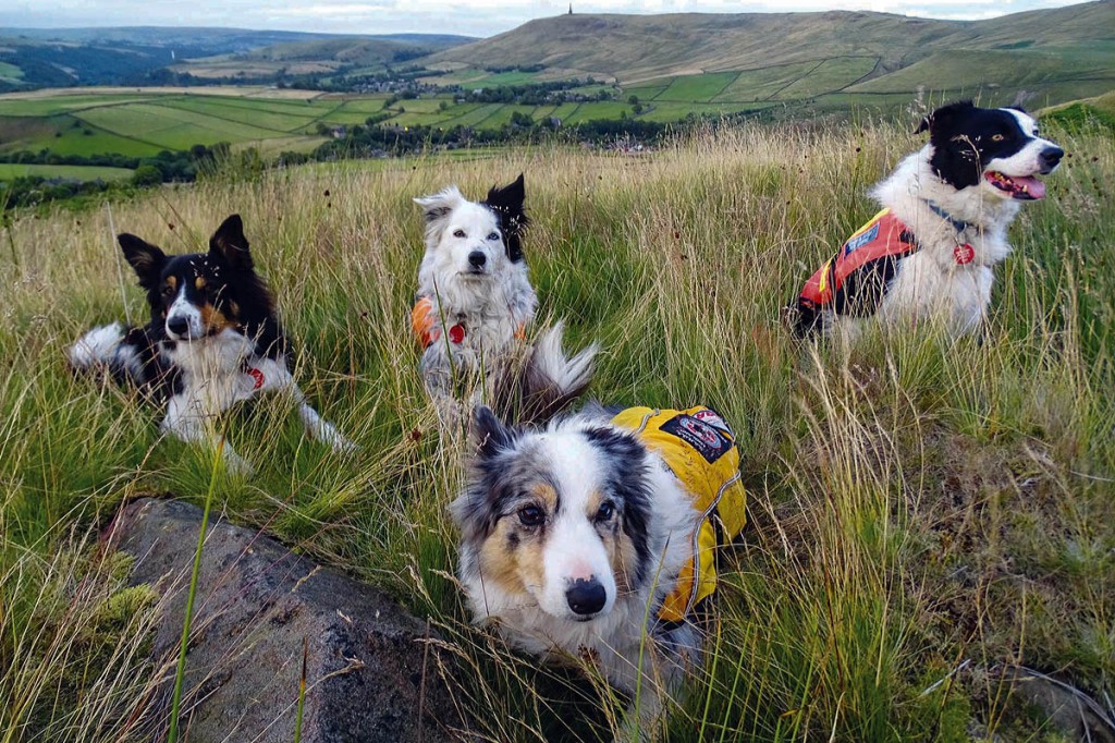 Some of the team's search dogs will be at the event