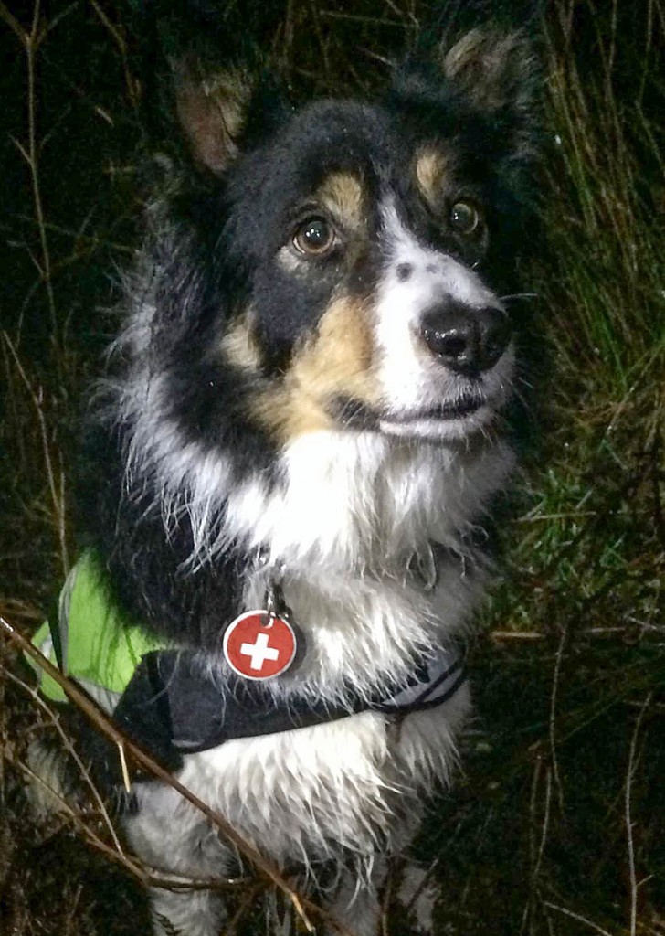 Search dog Meg. Photo: Calder Valley SRT