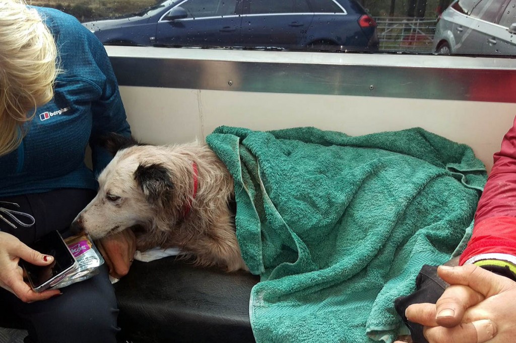 One of the dogs after the rescue. Photo: Central Beacons MRT