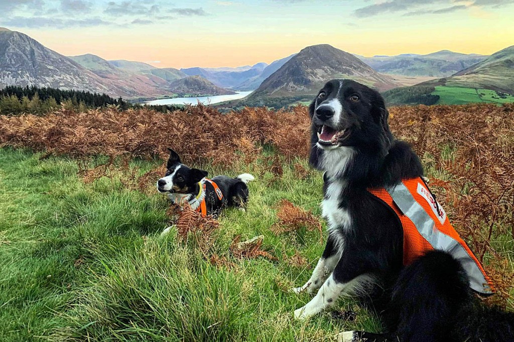 Search dogs took part in the incident on Darling Fell. Photo: Cockermouth MRT Search dogs took part in the incident on Darling Fell. Photo: Cockermouth MRT