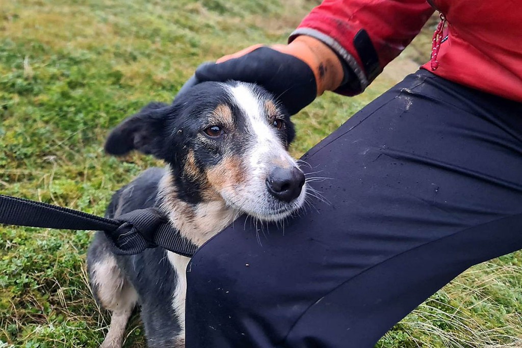 Sam was looking remarkably well after her ordeal, rescuers said. Photo: Chris Little Sam was looking remarkably well after her ordeal, rescuers said. Photo: Chris Little