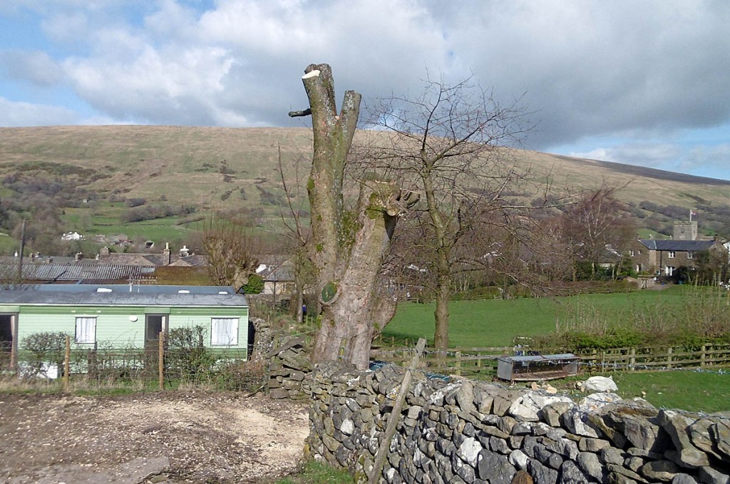 The tree in Dent after the work was carried out. Photo: Yorkshire Dales NPA