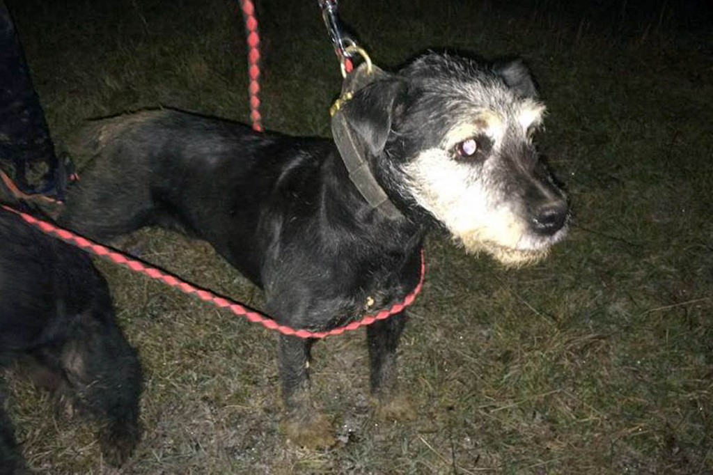 Peggy was rescued after falling 20ft down a rock crevice. Photo: Derbyshire CRO