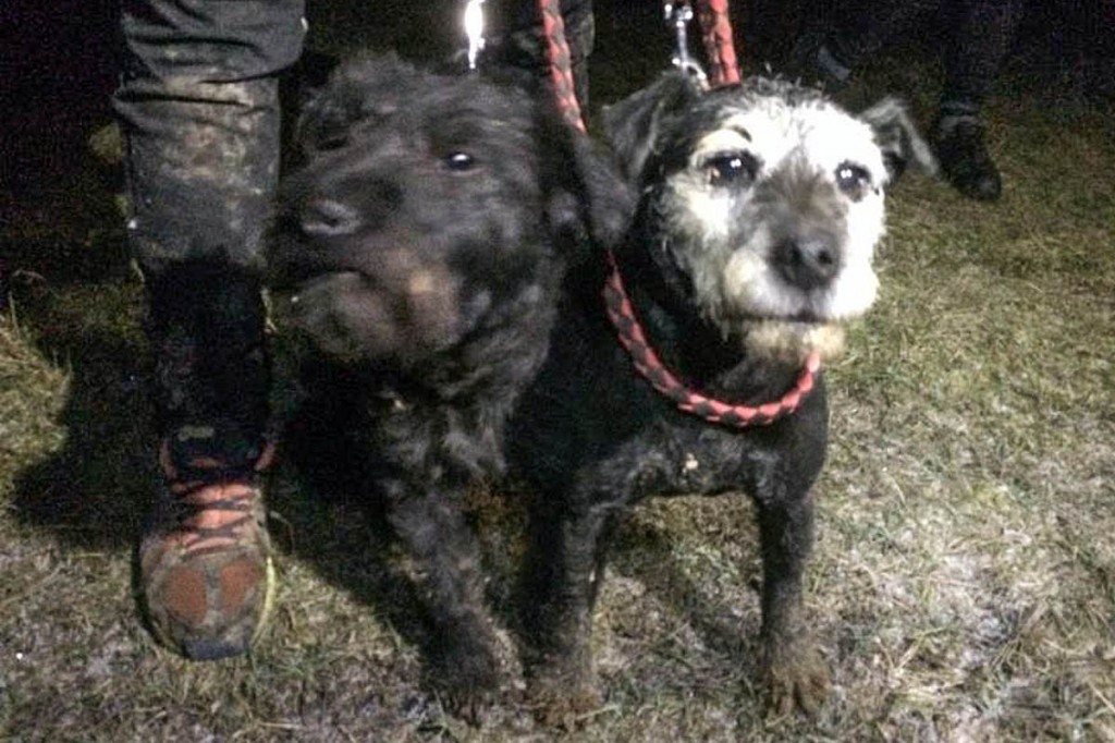 Two dogs went down the hole but only one came back. Photo: Derbyshire CRO
