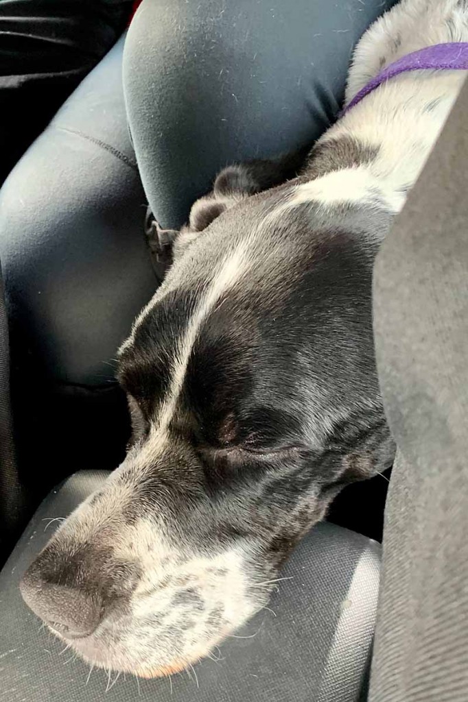 Cooper was able to make her way from the mountain . Photo: Andy Beaton/Dundonnell MRT Cooper was able to make her way from the mountain . Photo: Andy Beaton/Dundonnell MRT