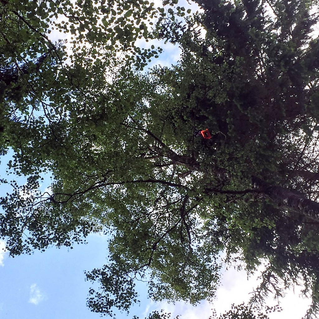 The balloon was discovered dangling from a tree