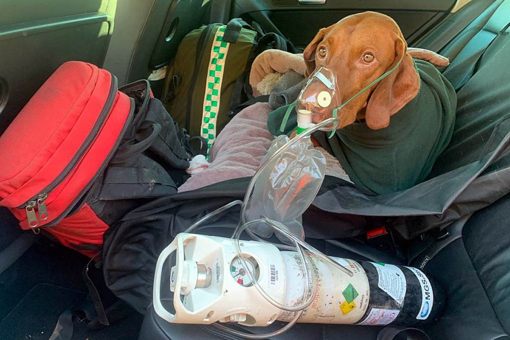 Walter receives oxygen on his way to the vet's. Photo: Edale MRT