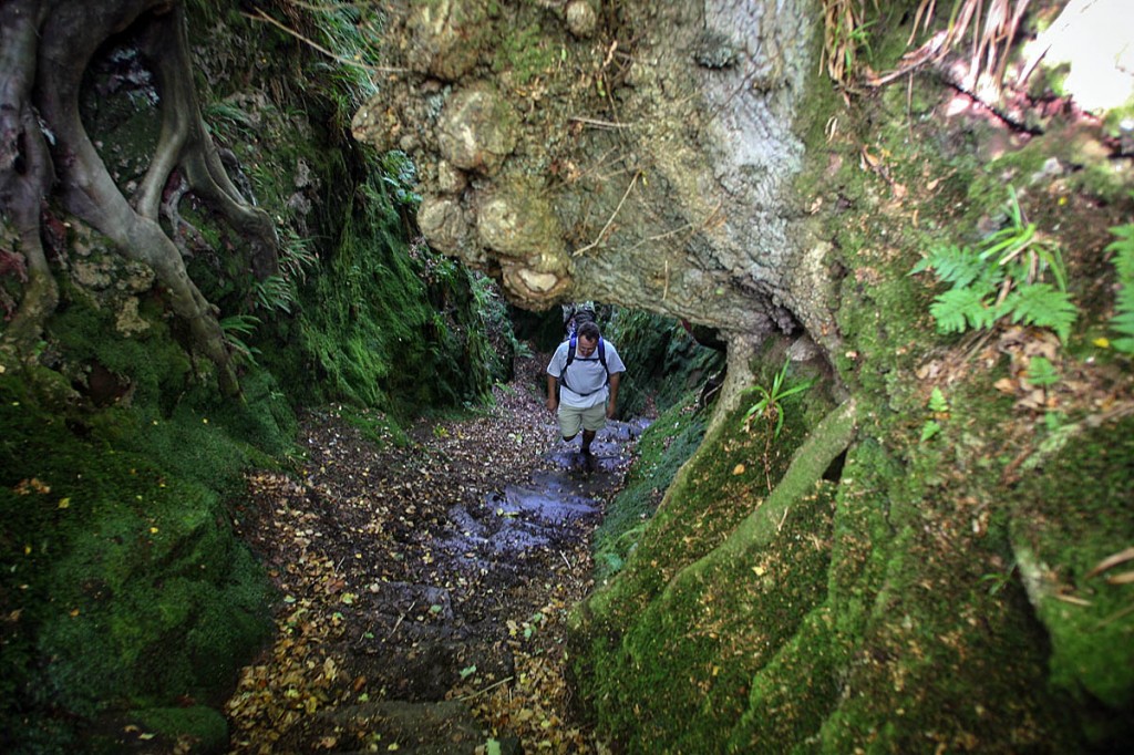 The steep steps leading to Finnich Glen. Photo: Bob Smith/grough