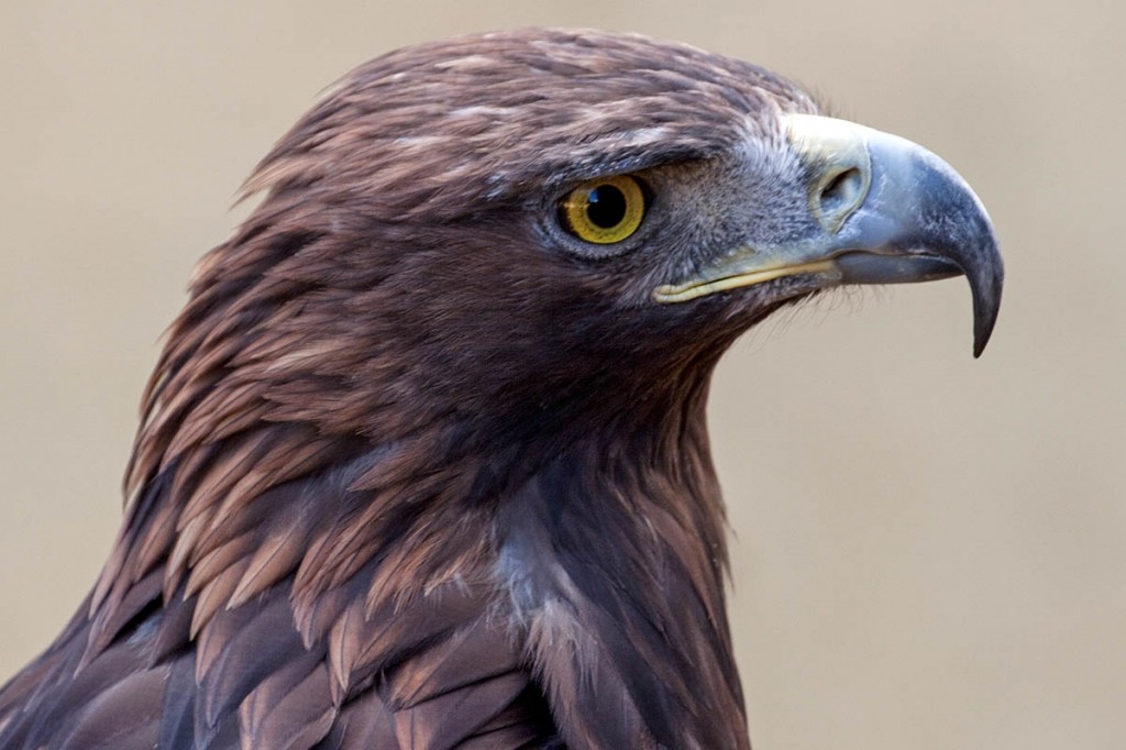 The project aims to increase the number of golden eagles. Photo: Tony Hisgett CC-BY-2.0