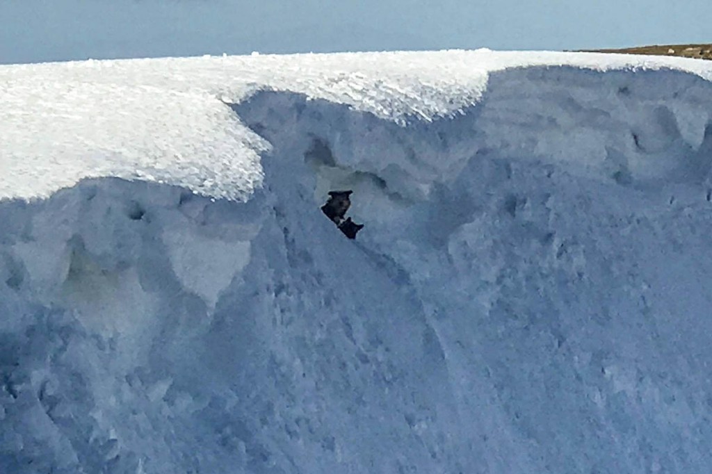 The two dogs were below an unstable cornice on the mountain. Photo: Scott Pilling