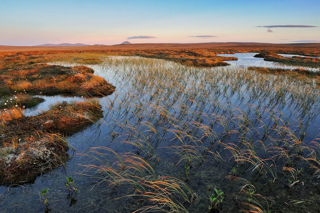 The Flow Country at Forsinard. Photo: Lorne Gill/SNH