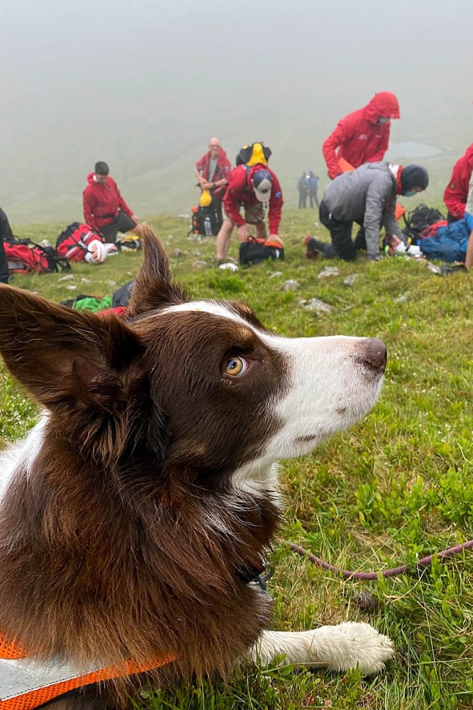 A search and rescue dog keeps an eye on activities during the Dale Head incident. Photo: Keswick MRT
