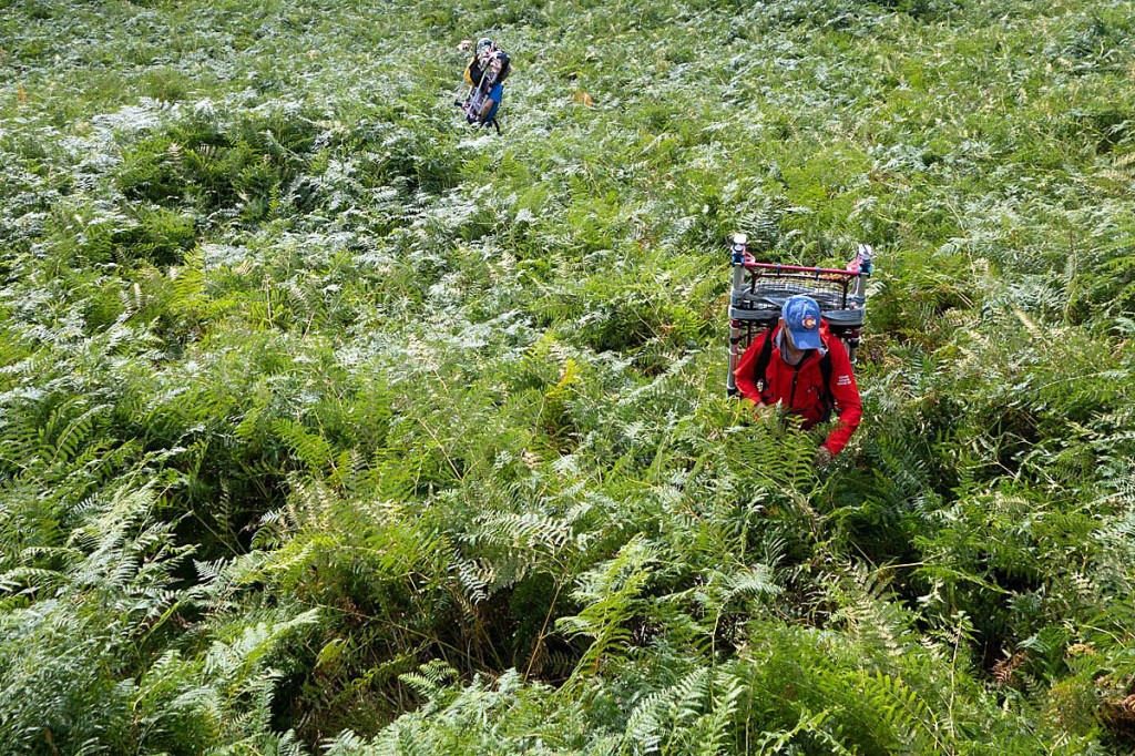 Team members faced a jungle of chest-high bracken to reach the walker. Photo: Keswick MRT Team members faced a jungle of chest-high bracken to reach the walker. Photo: Keswick MRT