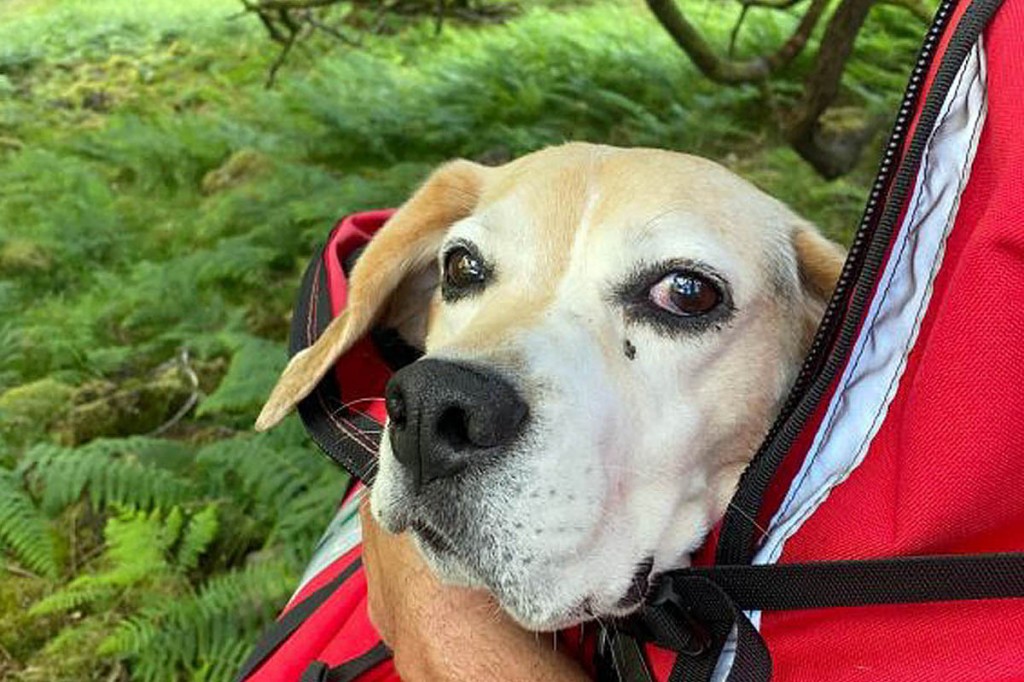 The dog was taken to be checked= The dog was taken to be checked=