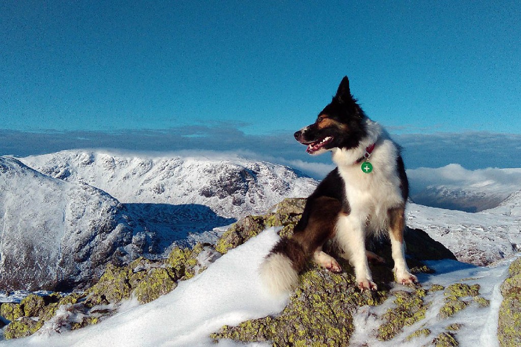 Search dog Isla and her handler found the lost walkers. Photo: Keswick MRT