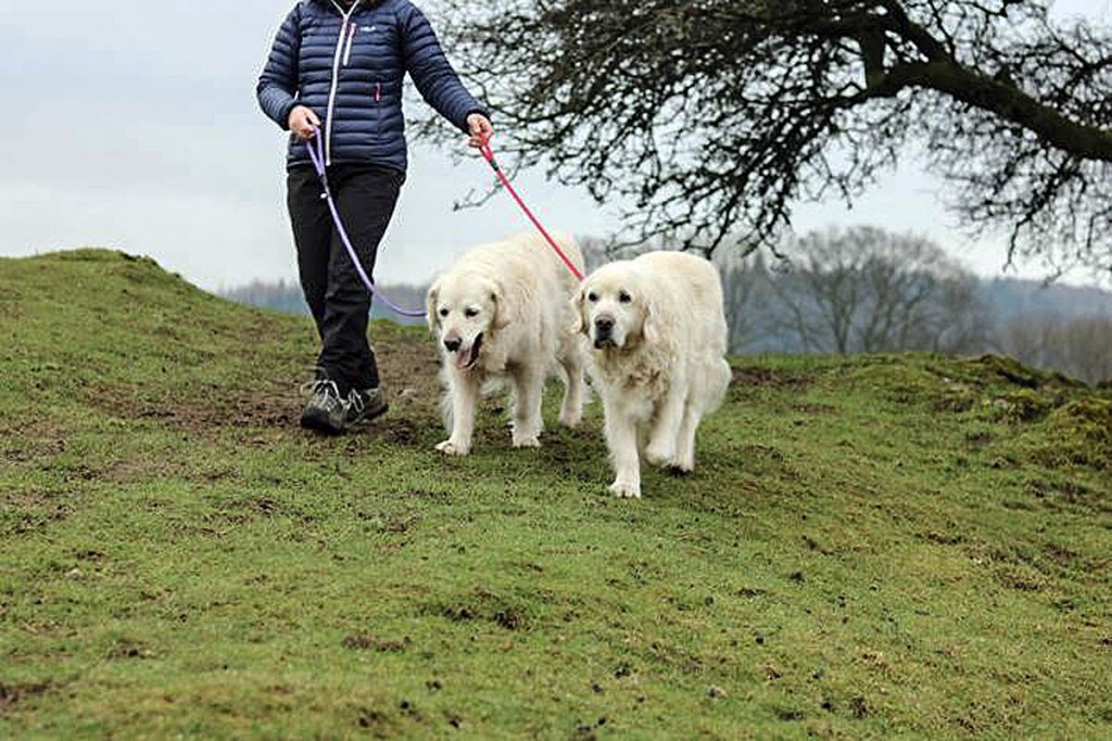 Dogs owners are being urged to follow the Countryside Code Dogs owners are being urged to follow the Countryside Code