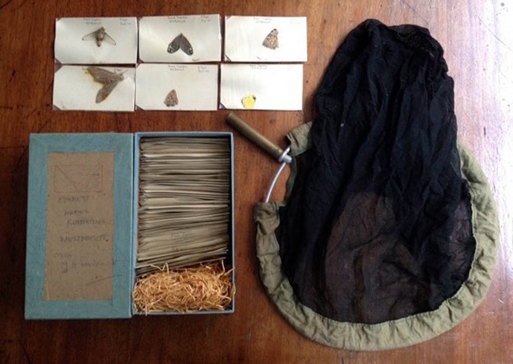 Mike Westmacott's Everest butterfly collection Mike Westmacott's Everest butterfly collection