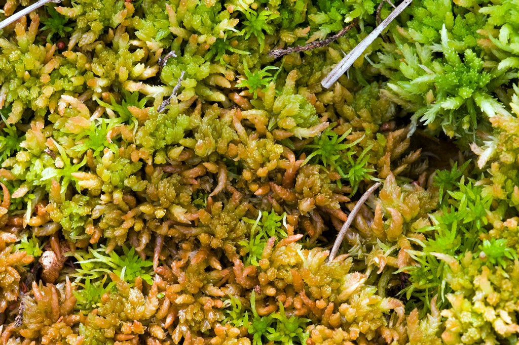 Sphagnum moss Sphagnum moss
